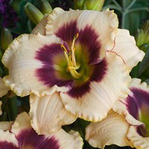 Hemerocallis blueberry candy